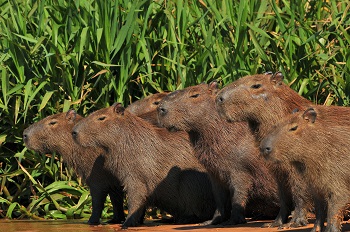 Groepsreis Natuurlijk Zuid-Brazilie