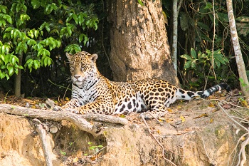 Paradijselijke wildernis