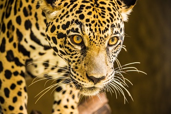 Jaguar spotten